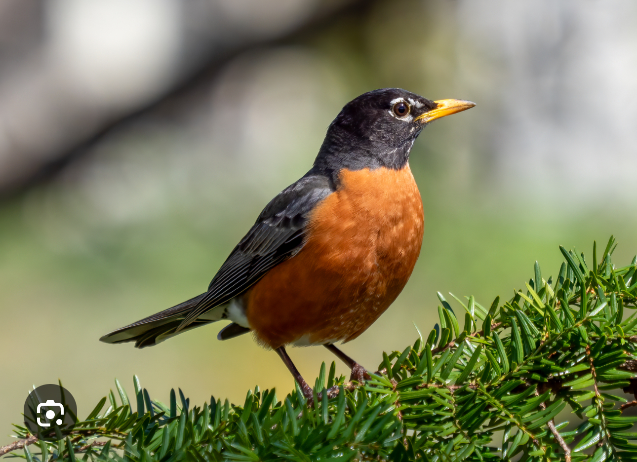 The impacts of birdwatching on mental health
