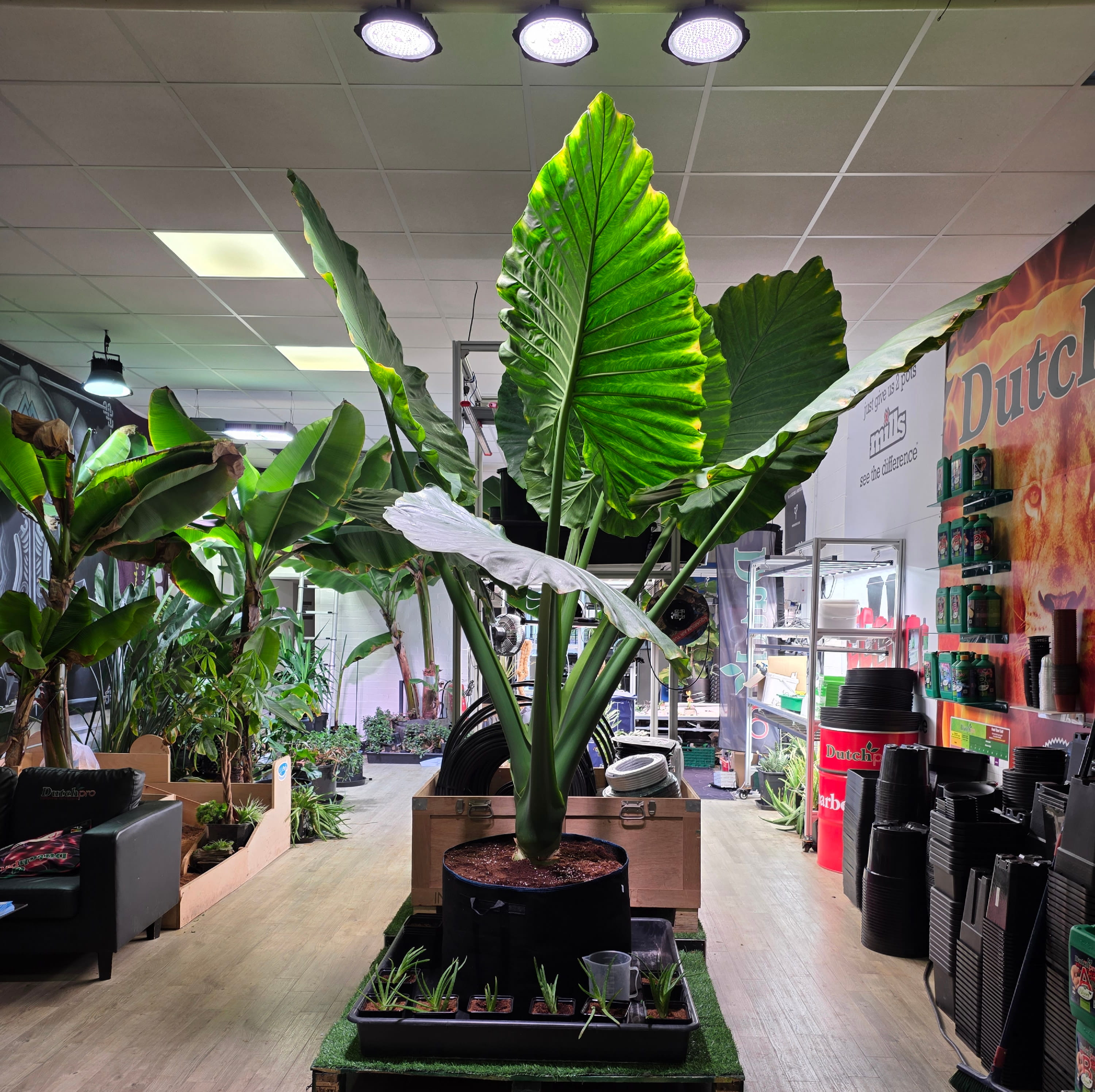 Hydroponics Showroom Bishops Stortford