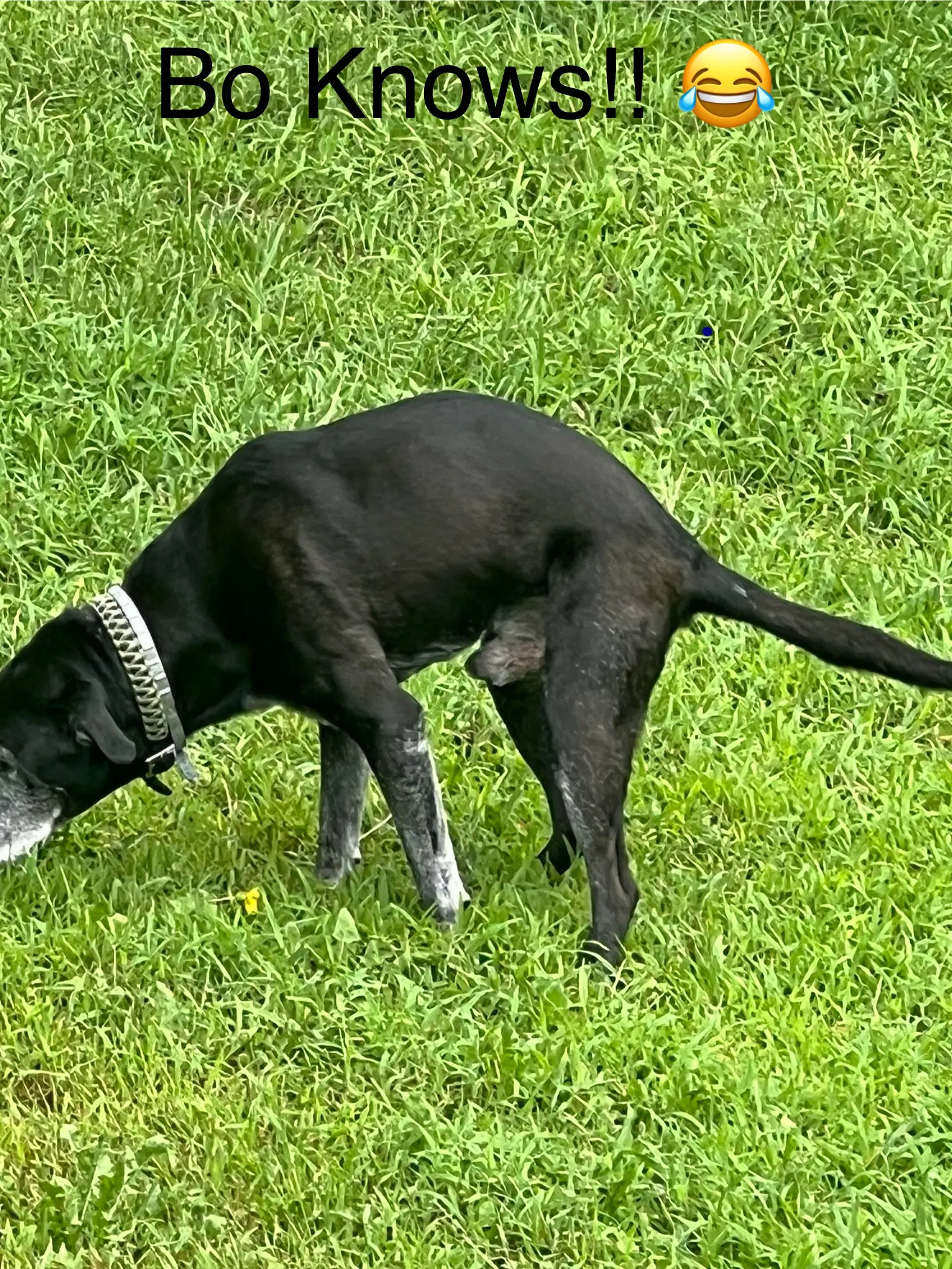 BLUEAIHUB AI platform services AI marketing tools AI business solutions AI video image generation AI marketing proposal generator AI powered coach wizard white label AI software services AI tools for marketing agencies AI image marketplace and CRM integration Buy AI image generation tools Order AI powered business solutions Purchase CRM integration software online