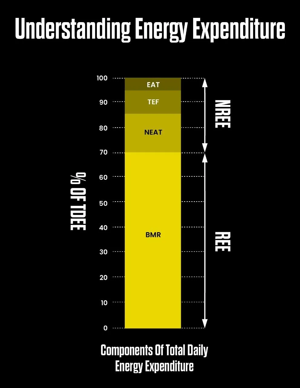 Components of TDEE Total Daily Energy Expenditure Explained by Abhinav Malhotra Best Personal Trainer Dubai UAE