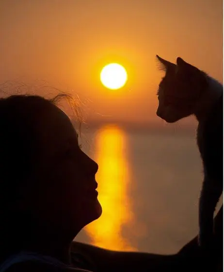  Angel Cats - in home euthanasia for cats