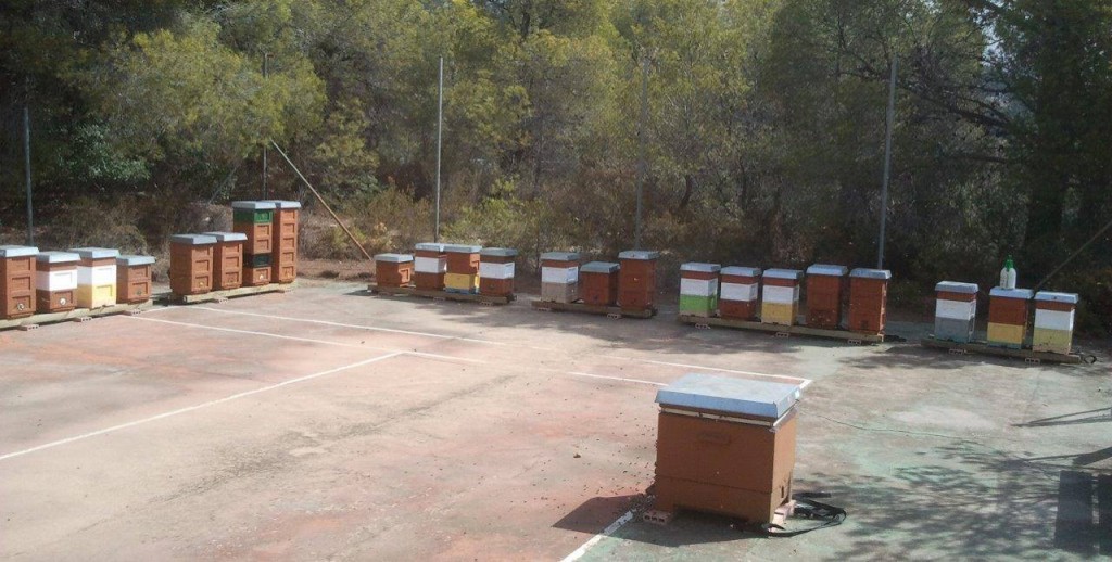 Best high-VSH colonies transported to Spain
