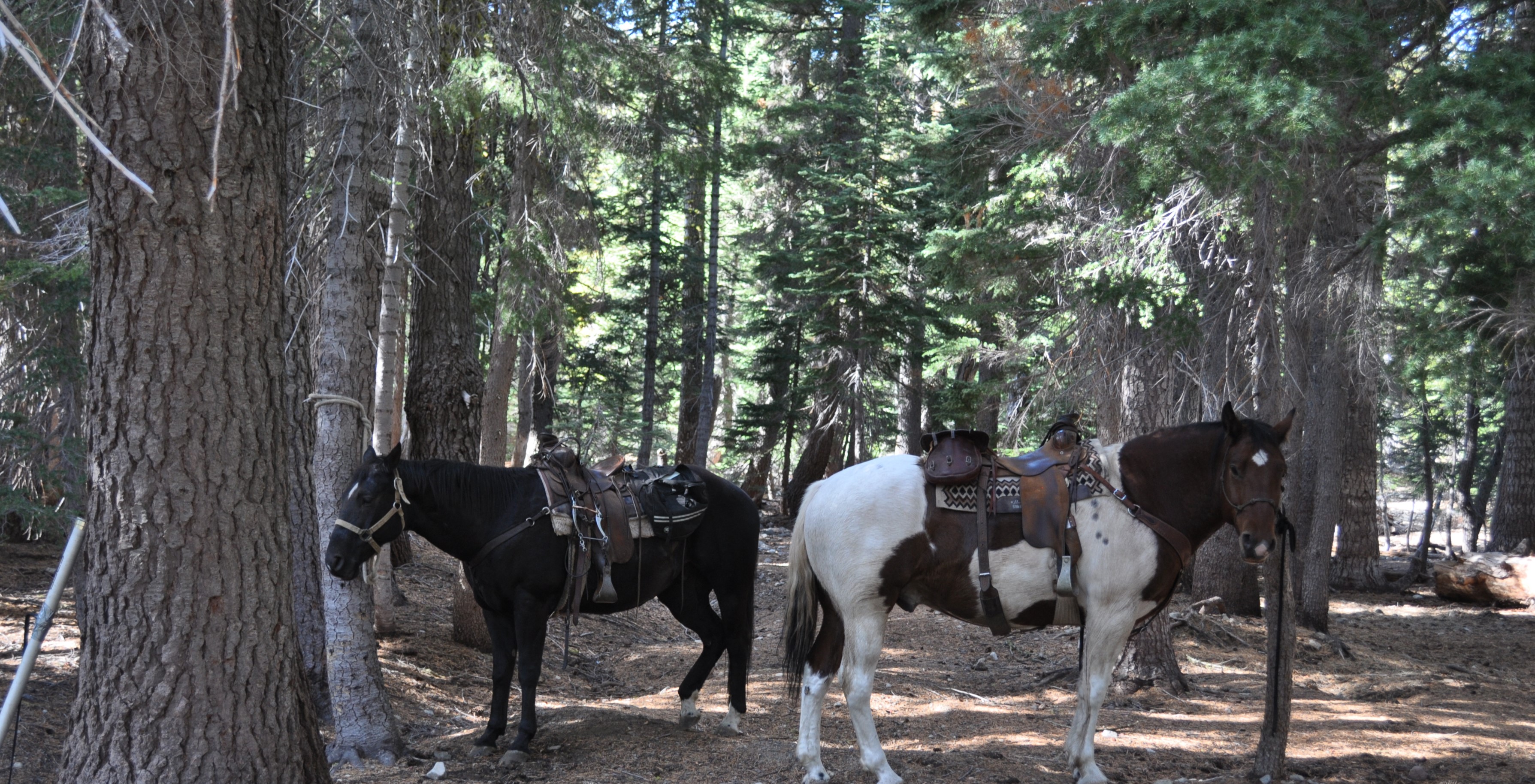 Create money - Pushed Up in Value with Equestrian Resort Real Estate