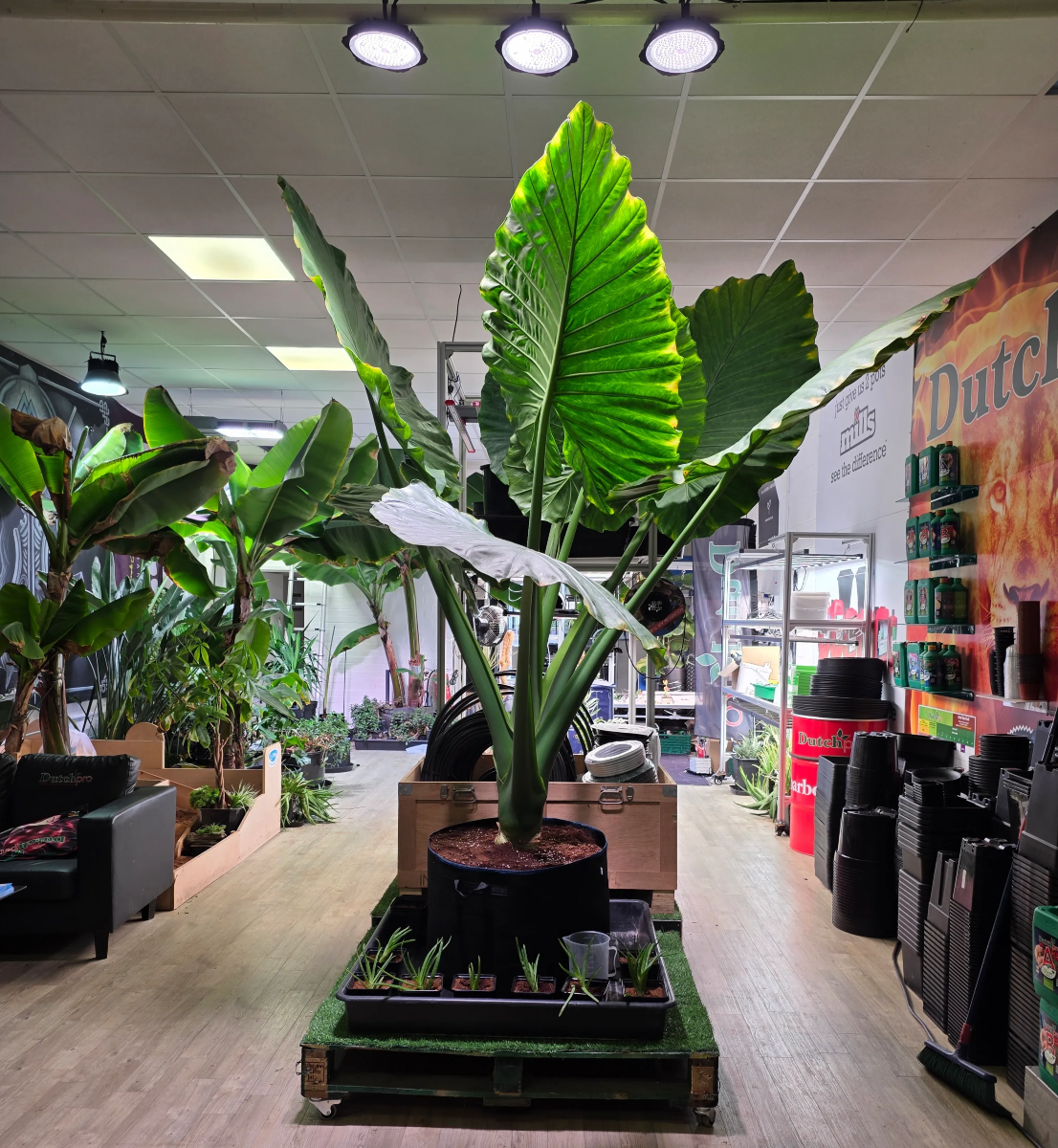 Hydroponics Showroom Bishops Stortford